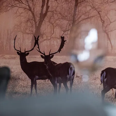Lägenhet Stanma Hirschtraum Fuer 7 Personen Mit 3 Schlafzimmern *